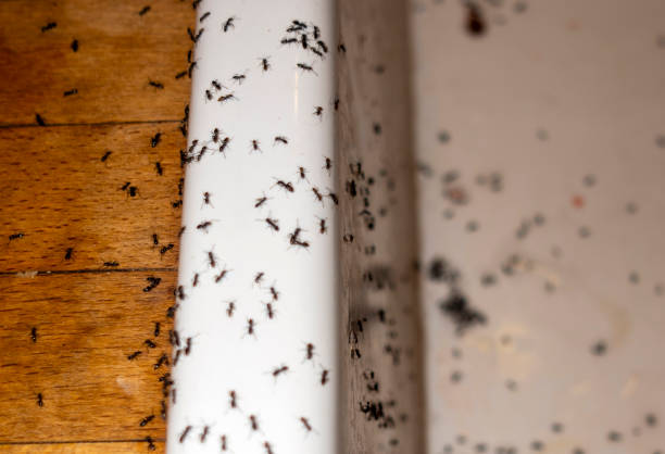 Reliable Ford City, CA Pest Control Solutions