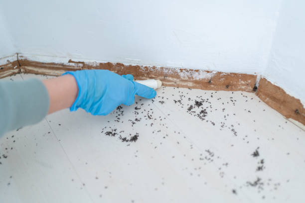 Best Flea Control Services  in Ford City, CA